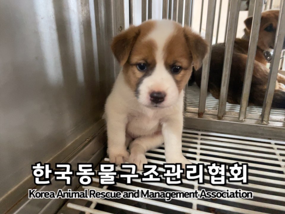 종료(입양) 믹스견…